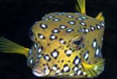 Box Fish