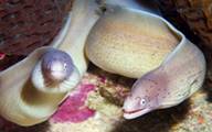 2 Morays